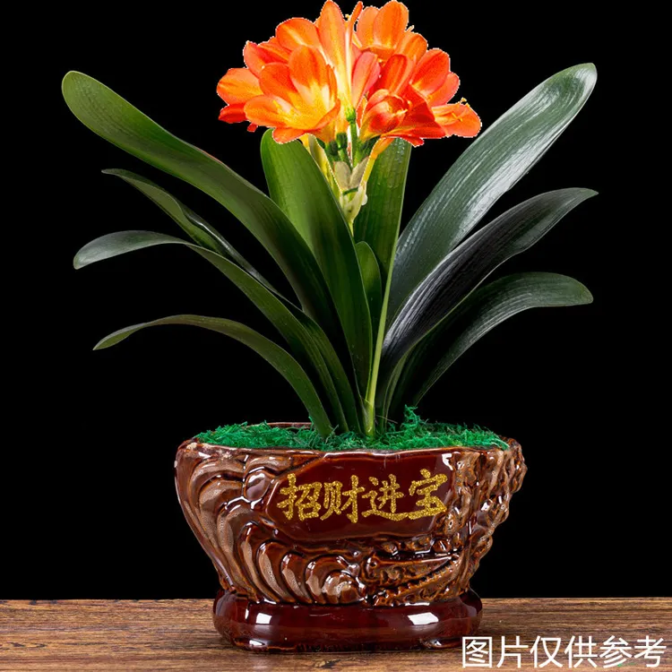 精品兰花君子兰室内客厅桌面四季常青盆栽鲜活盆景好养花卉绿植