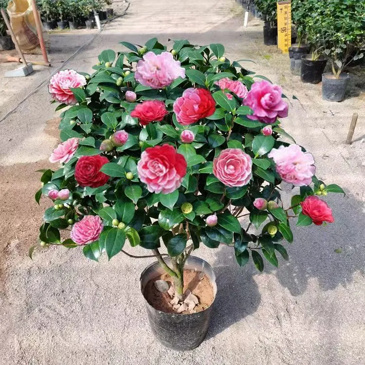 矮桩带花苞山茶花四季开花浓香型盆栽地栽都适合室内外可种植