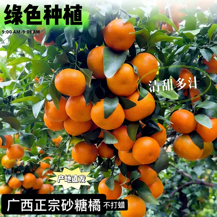 正宗广西西林砂糖橘，产地现摘直发，无籽爆甜多汁皮薄肉厚