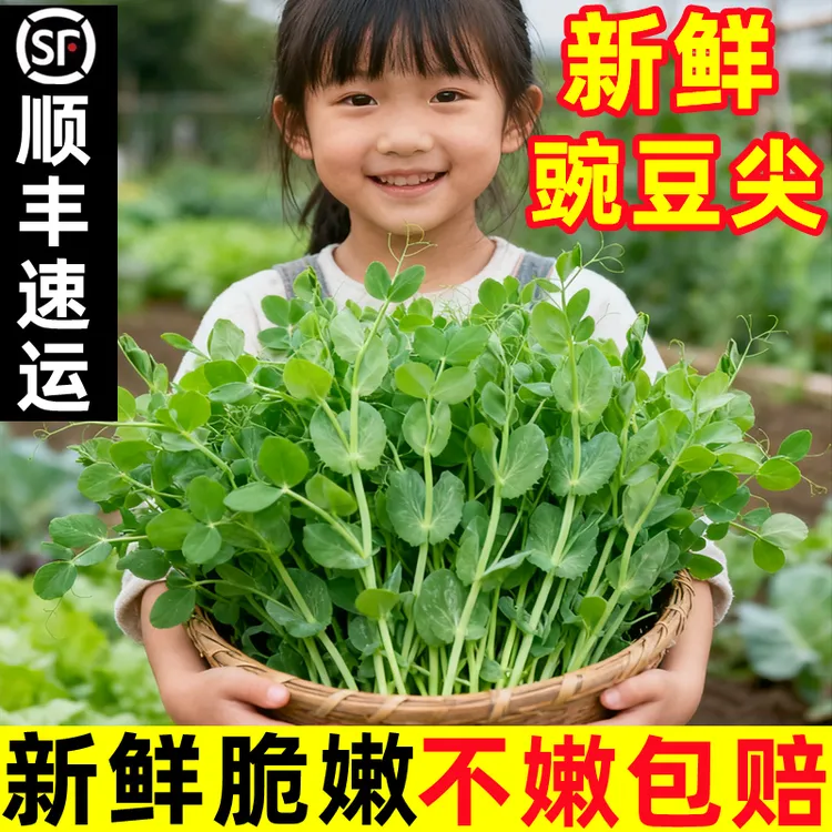 四川豌豆尖新鲜当季蔬菜鲜嫩龙须豆苗豌豆菜荷兰豆火锅菜特产