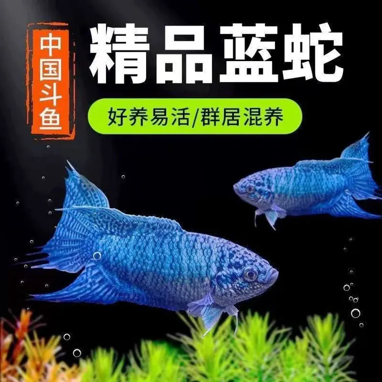 中国斗鱼蓝蛇帝王蓝无纹蓝活体冷水淡水观赏鱼好养耐养