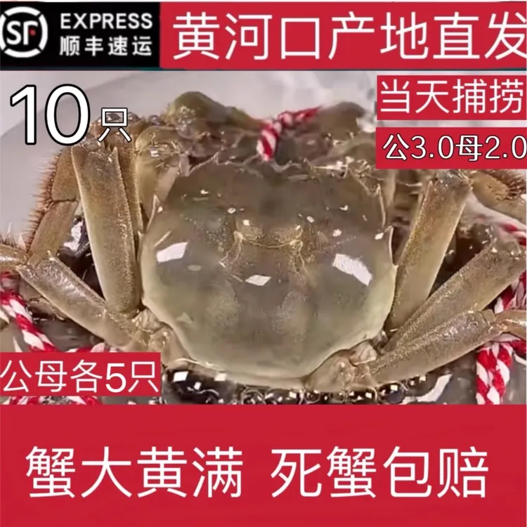 [活蟹]黄河口大闸蟹公3.0两母2.0两10只