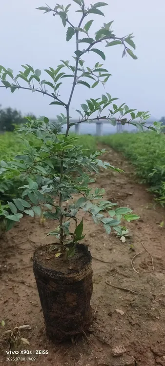 河北石家庄赞皇花卉苗木，一物一拍