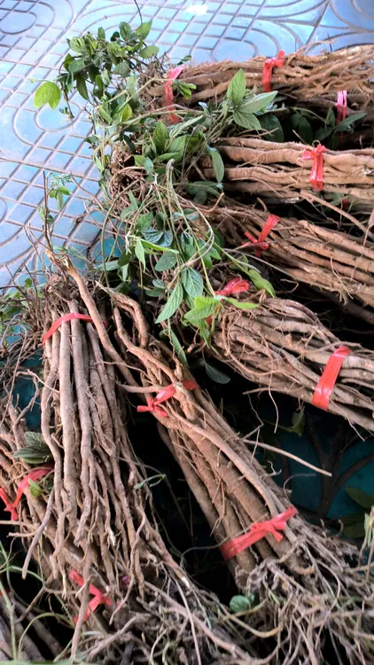 广西千斤拔500g包邮中药材一条根钉地根千金拨 钻地风中草药