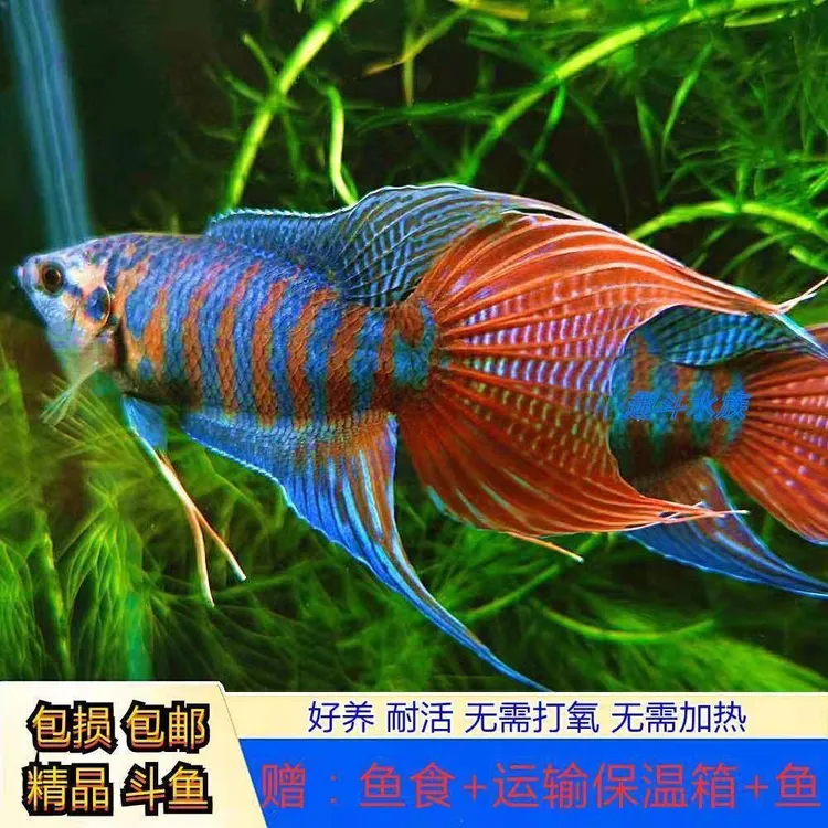 观赏鱼斗鱼包邮小鱼淡水冷水鱼金鱼精品彩虹鱼观赏鱼鳑鲏小型鱼苗