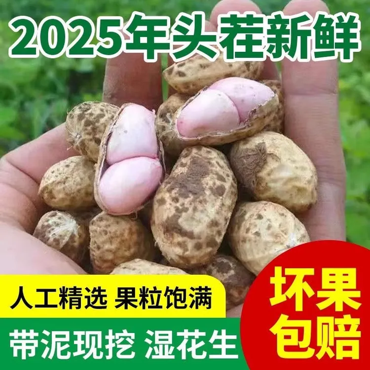 2025年新鲜生花生湿花生带壳泥花生当季现挖现发新鲜煮花生花生米