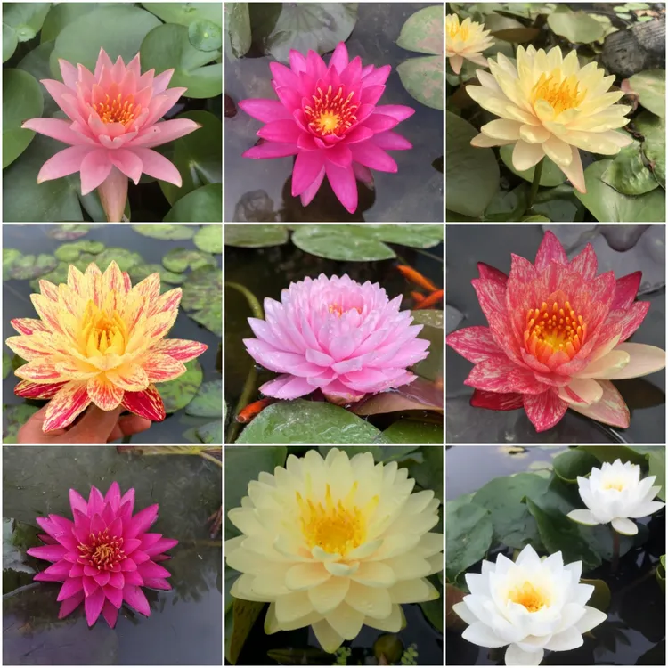 基地睡莲根块绿植池塘睡莲花水培植物盆栽水养花卉荷花睡莲根茎