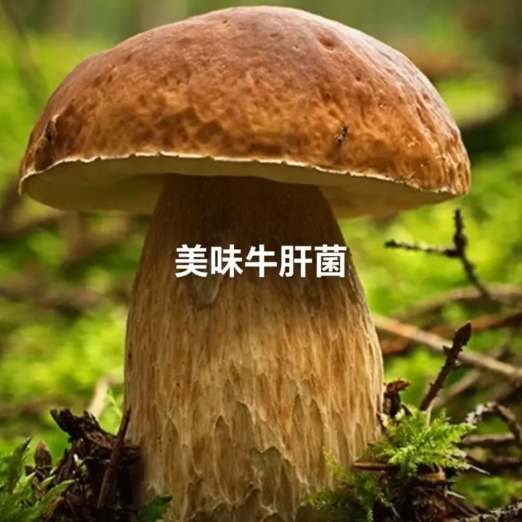 云南美味牛肝菌大脚菌野生菌新鲜当天采摘精品骨朵