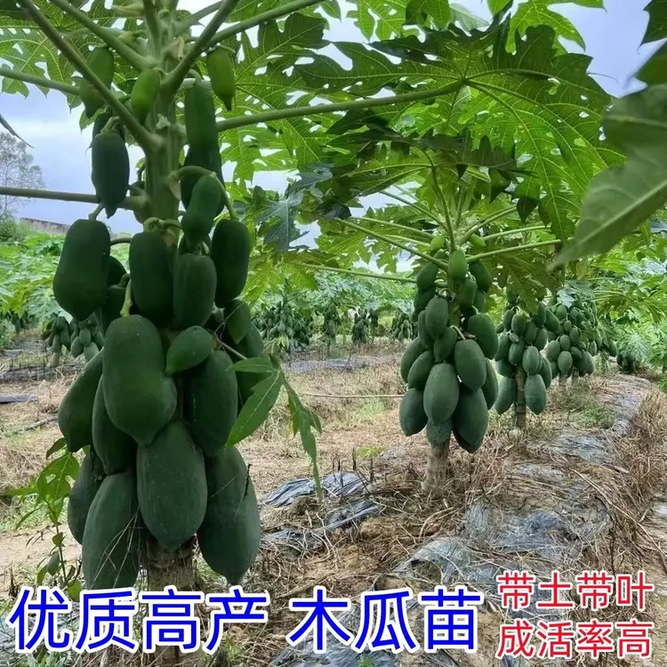 广西矮化红心水果木瓜苗可盆栽地栽