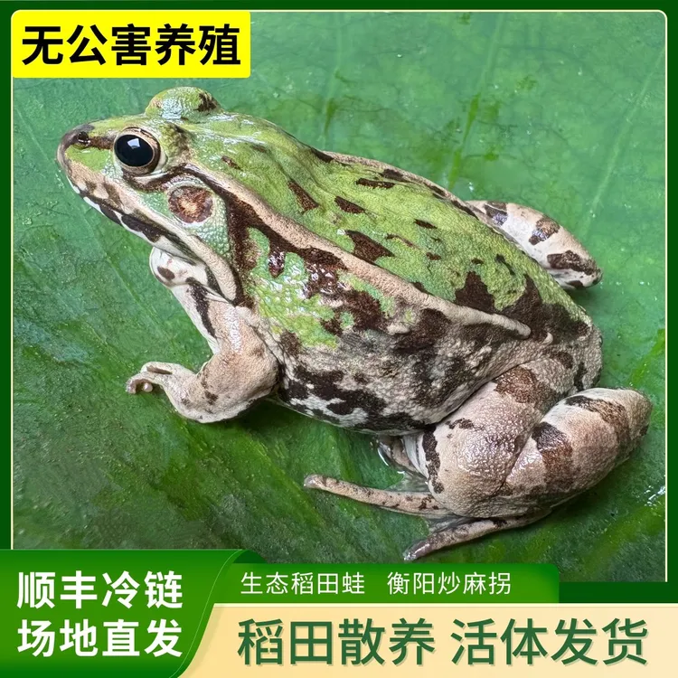 【鲜活特大蛙】麻拐青蛙 生态稻田蛙 非牛蛙 顺丰冷链
