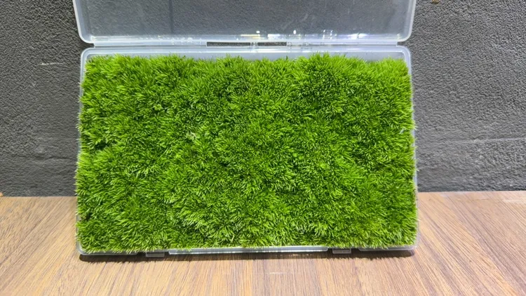 AA+品质鲜活白发藓 盒子尺寸18*11厘米由不同块数组成  