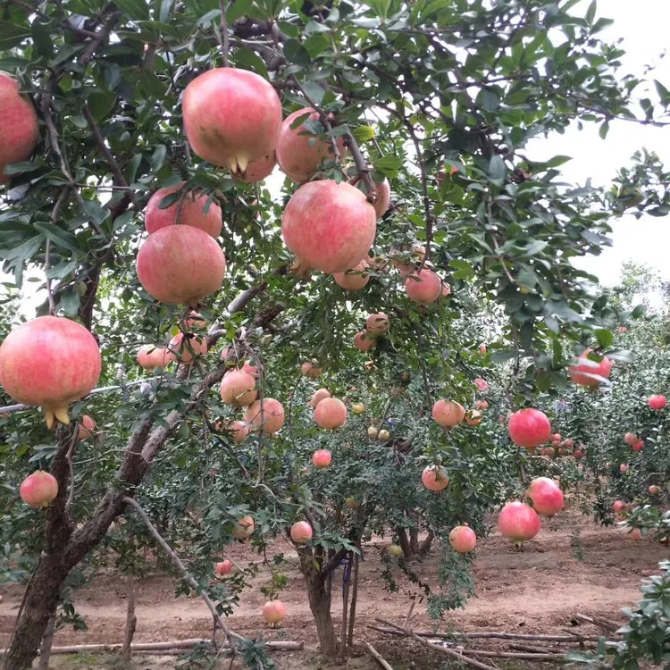 河南省河阴软籽石榴
