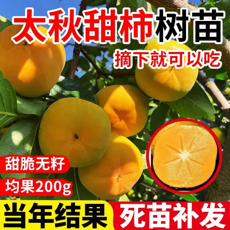 太秋柿子树苗脆甜柿无核柿南北方种植庭院当年结果火晶嫁接柿子树