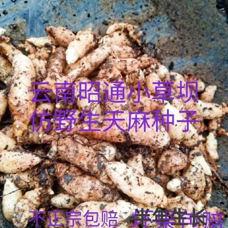 云南昭通小草坝高山种植新鲜乌天麻现挖现发带土发货