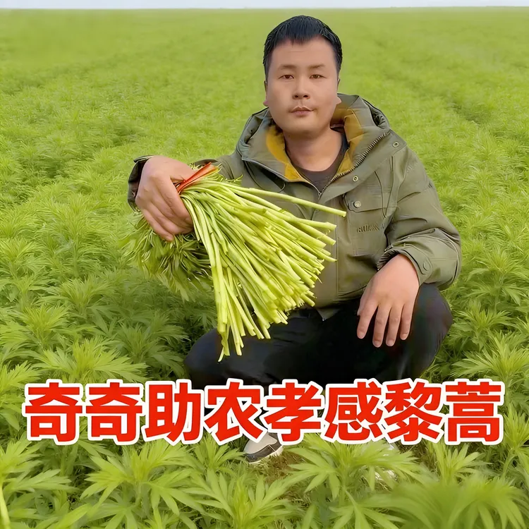 【京东送到家】孝感新鲜脆嫩的藜蒿开园啦