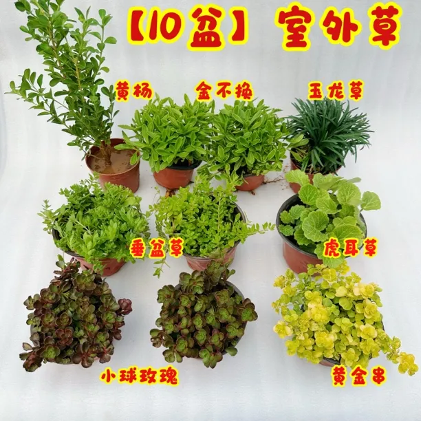 假山上水石吸水石庭院假山绿植造景室外室内用花草