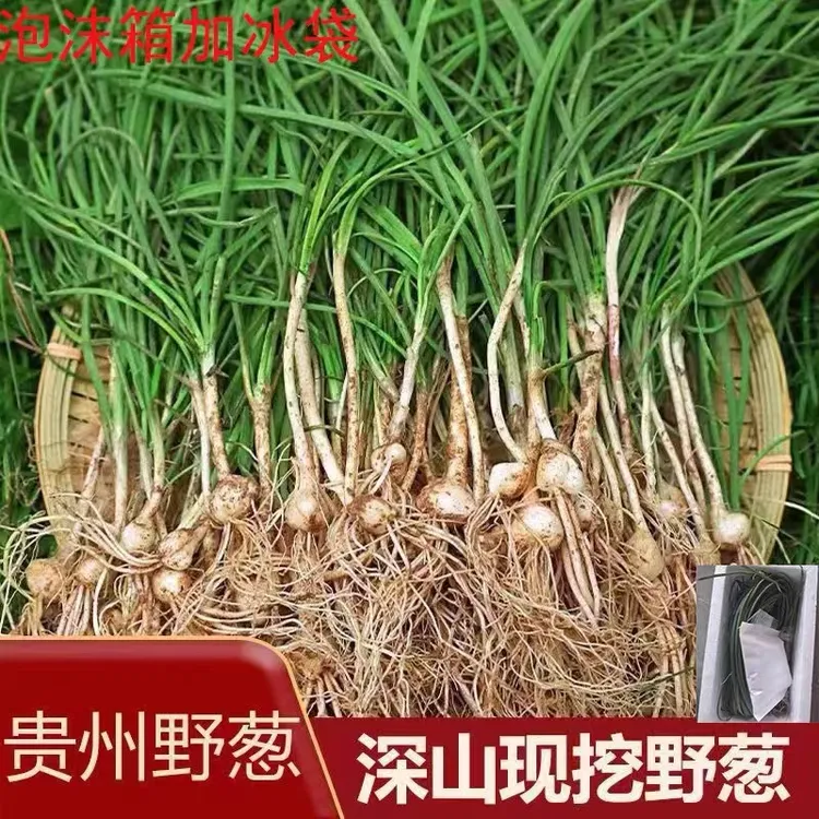 贵州新鲜野葱胡葱野生菜小根葱薤白野山葱野生苦葱野山葱葱果