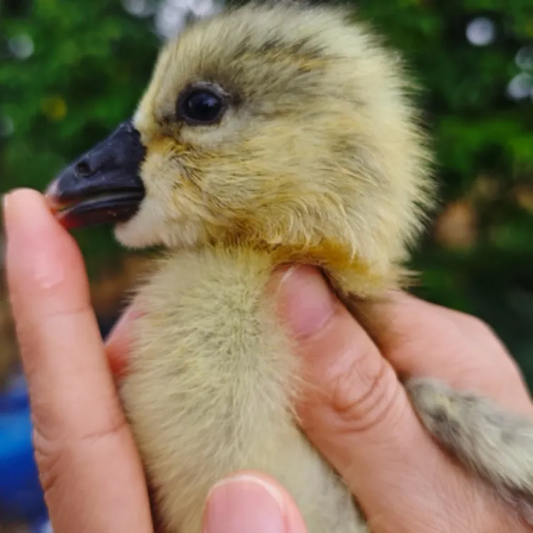 二姐姐 网红宠物呆萌宠物 活体灰色