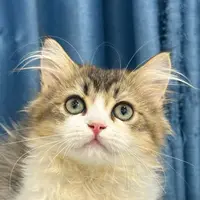 来了姊妹-金白英长猫-弟弟-51