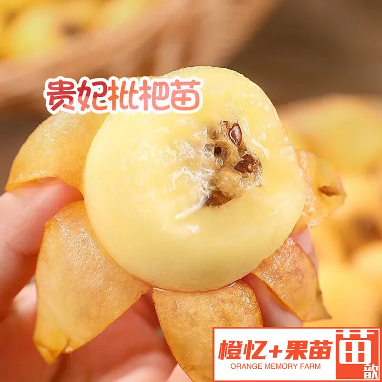 枇杷苗：贵妃枇杷苗果树枇杷树丨盆栽批发地栽均可种植【白肉+中熟】