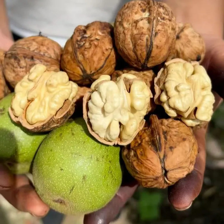 贵州高山老树核桃不漂白原味农家太阳自然晒干孕妇宝妈老人吃