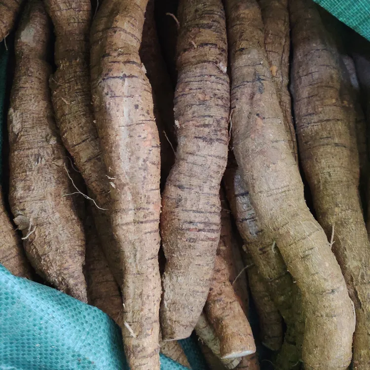 农家土特产新鲜牛大力