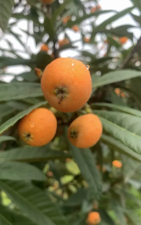 果农现摘现发新鲜仙居枇杷当季水果 皮薄肉厚 汁多蜜甜  坏果包赔