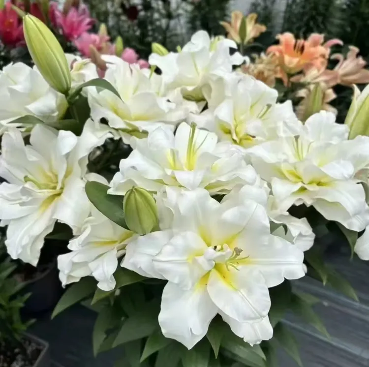 带盆带土带芽香水百合花种球四季开花浓香型庭院阳台耐寒绿植盆栽