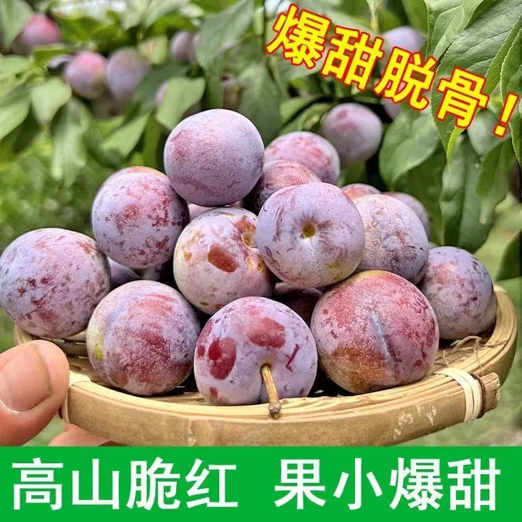 四川小脆红李新鲜应季水果脆甜脱骨现摘现发