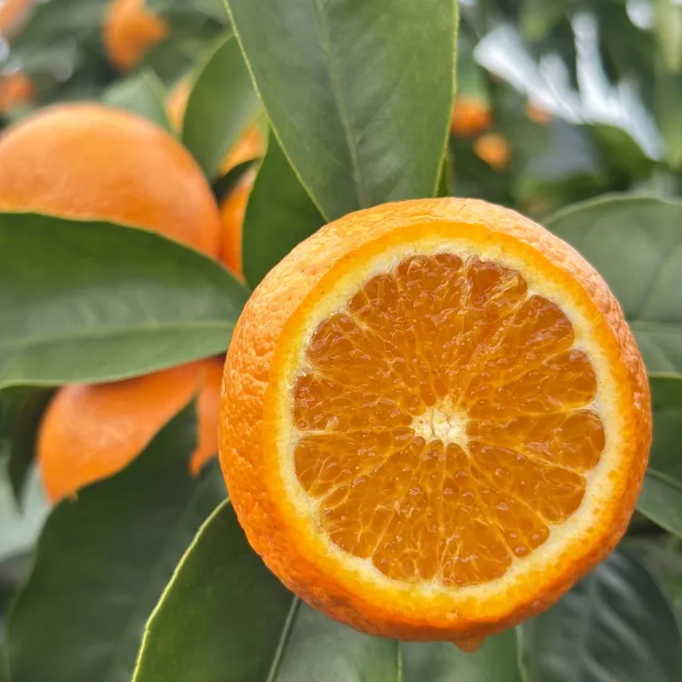 湖南江永夏橙新鲜采摘树上自然成熟酸甜适口