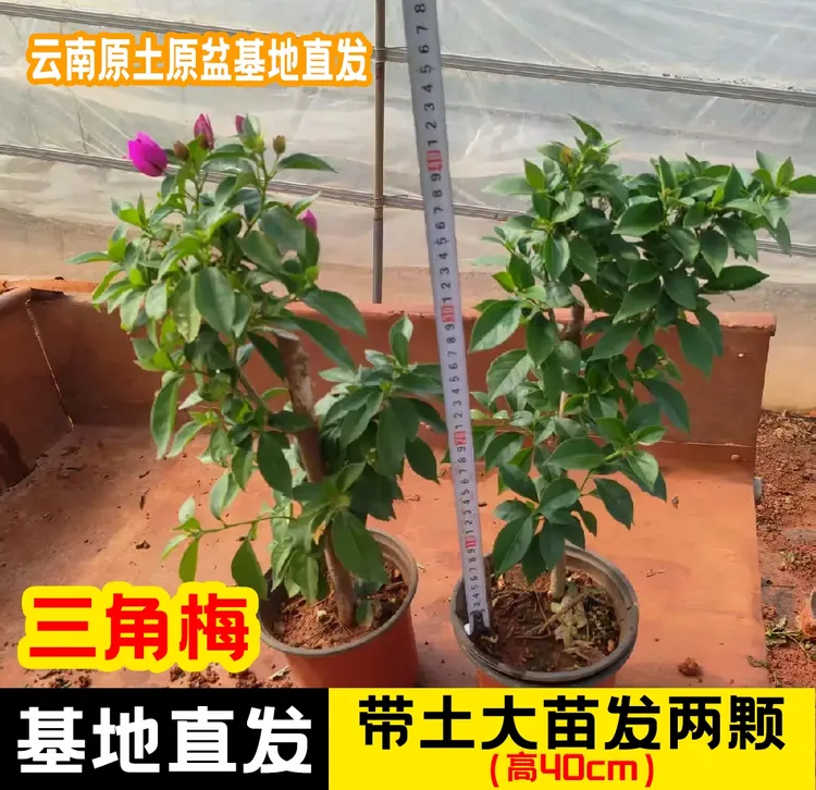 三角梅盆栽四季开花阳台庭院种植带土带叶带盆云南基地直发