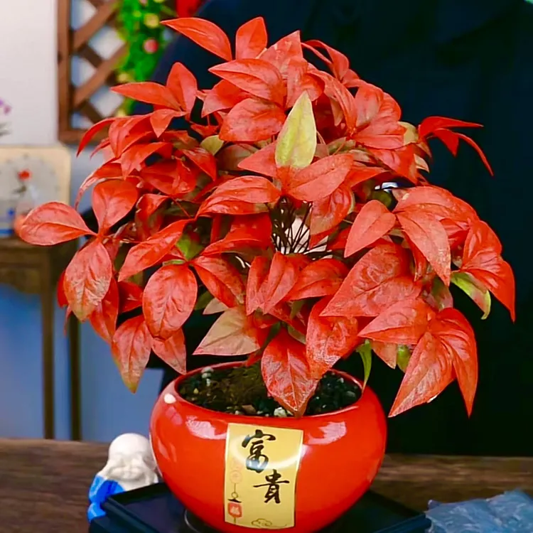 火焰南天竹盆栽室内客厅桌面四季好养易活创意绿植花卉摆件茶桌商品图