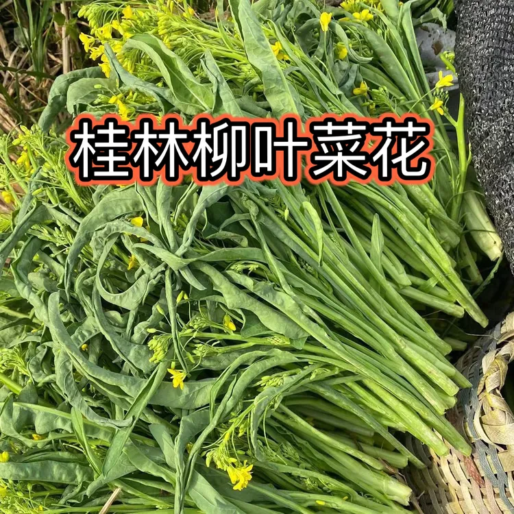 广西桂林新鲜采摘柳叶菜心卷叶菜花带家乡味道桂林特色青菜心菜苔