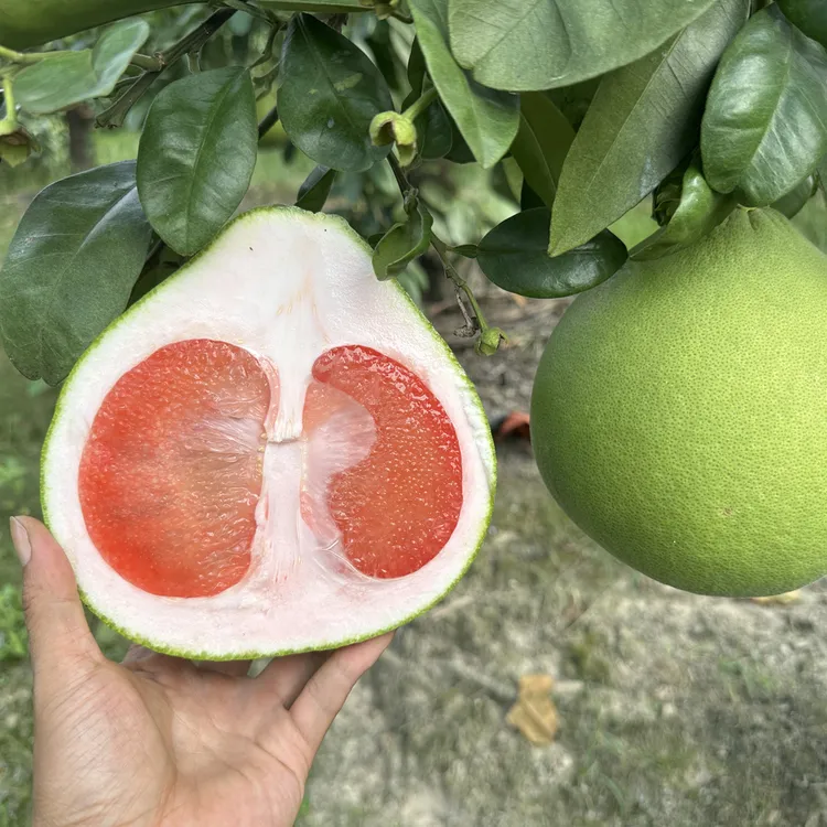 红宝石青柚新鲜应季红肉多汁高端水果