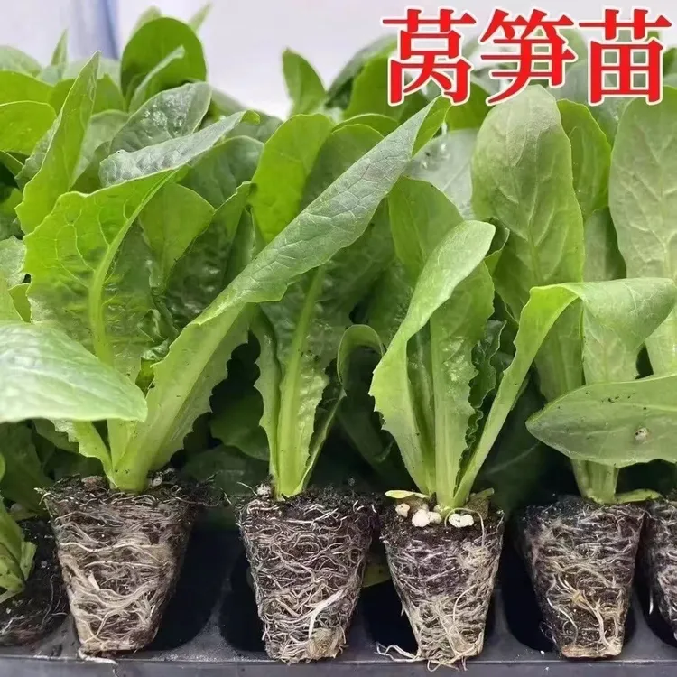 青皮莴苣苗红皮莴笋苗带土大苗高产耐寒秋冬季阳台蔬菜苗