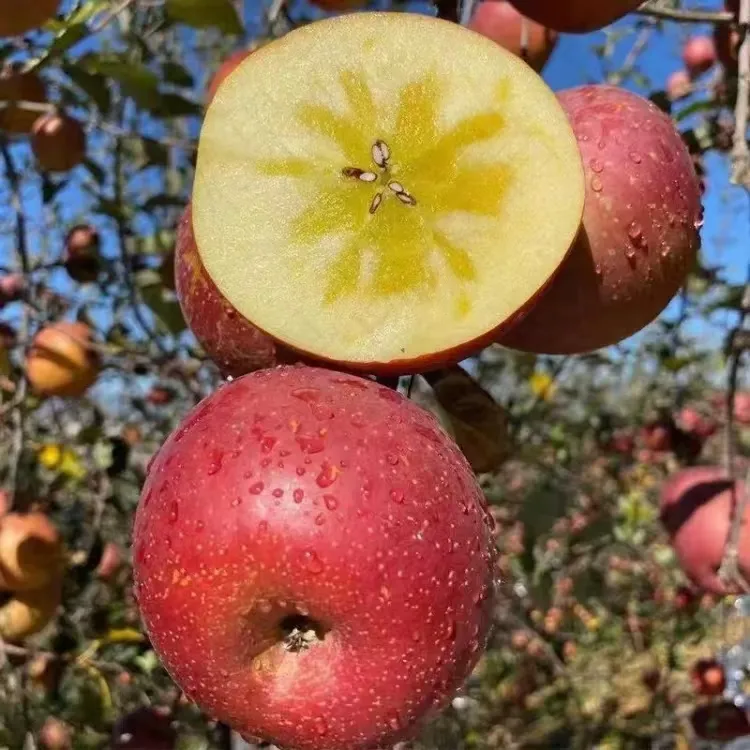 云南昭通糖心丑苹果新鲜脆甜多汁健康美味水果