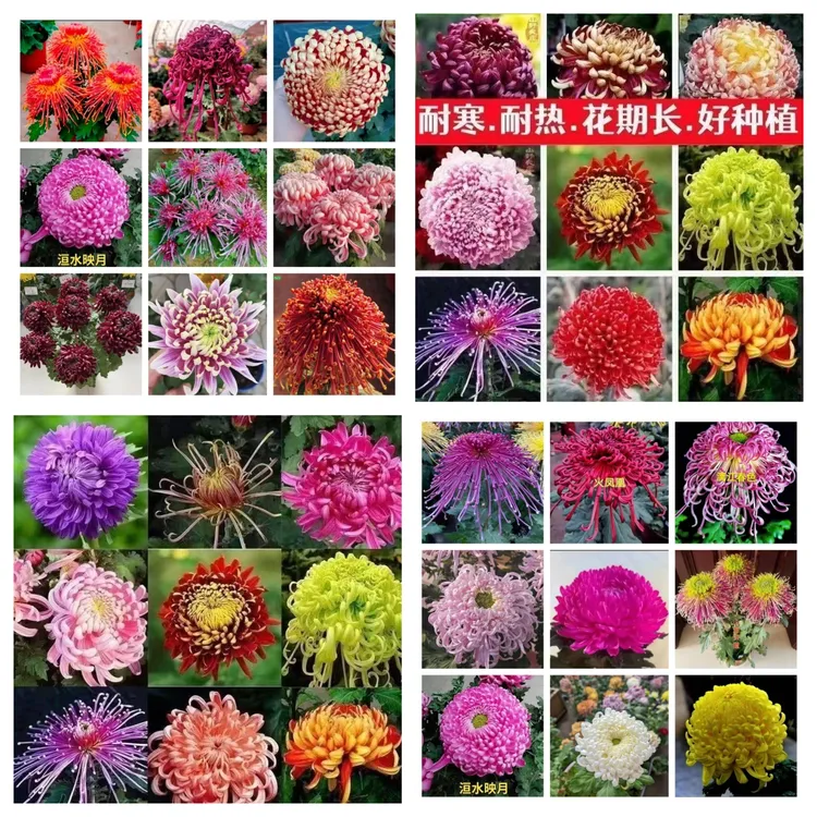 菊花苗四季开花九月菊花盆栽可食用庭院耐寒好养室内外花卉阳台
