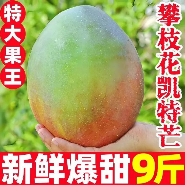 四川凯特芒果9斤芒果新鲜采摘应季七彩小核肉厚水果当季热卖包邮