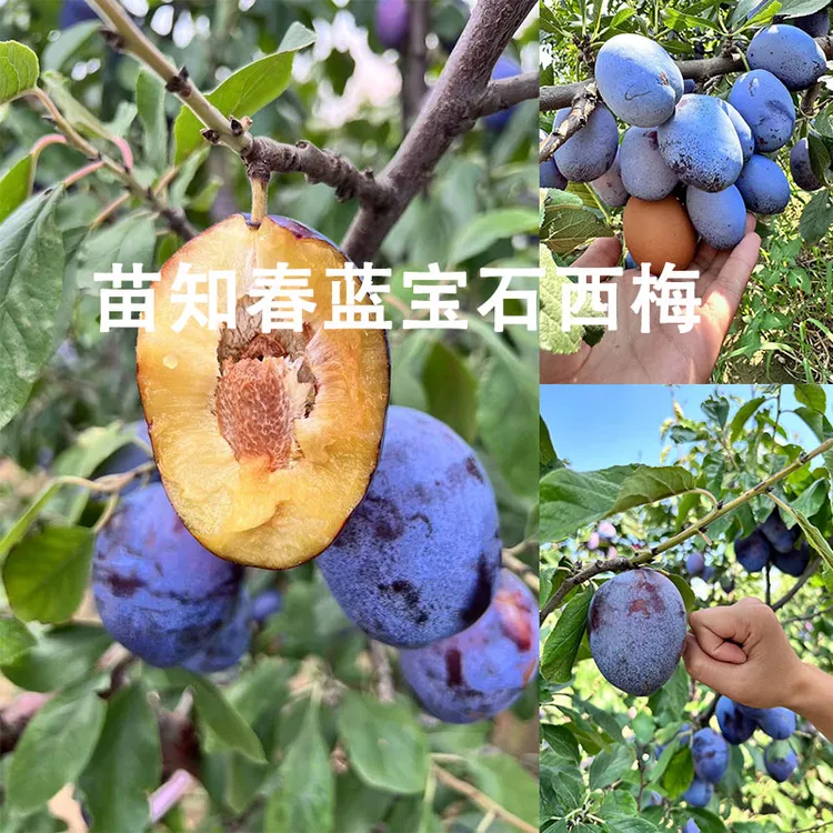 艾丽娜西梅 蒙娜丽莎西梅树苗南北方种植当年结果