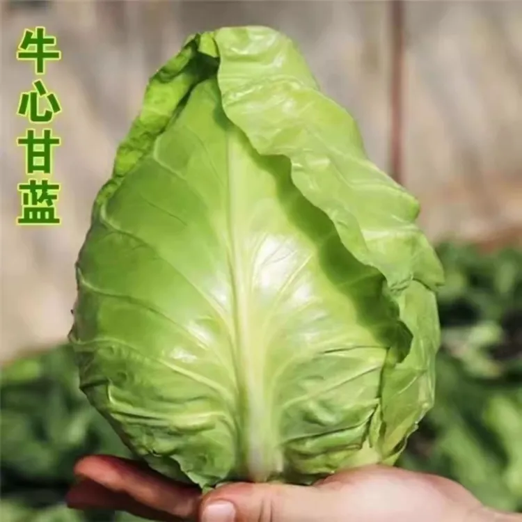 秋冬种植耐寒卷心菜苗秧苗平头甘蓝牛心甘蓝菜苗秧苗带土发货