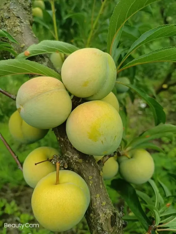 蜜脆空心脆李现摘现发