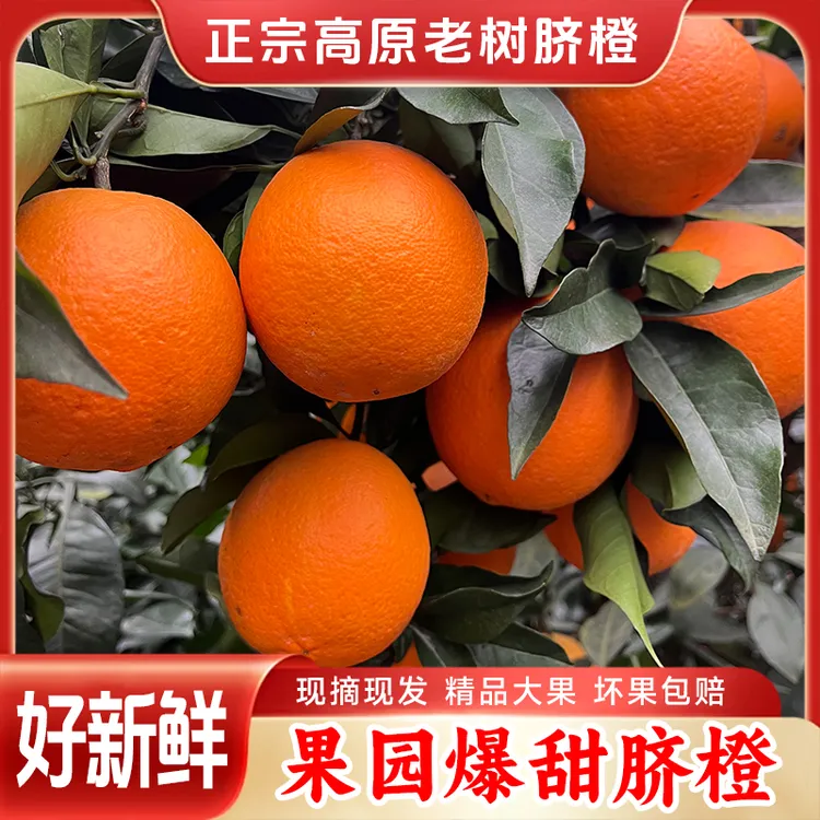 四川老品种脐橙（老树脐橙）高原橙子