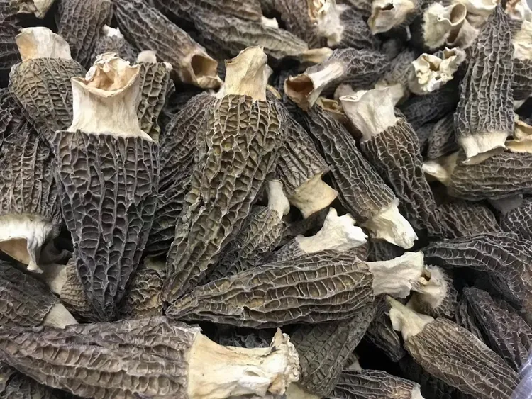 3 - 5公分云南高山羊肚菌新鲜大个无干燥剂煲汤食材