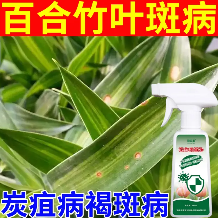 百合竹叶斑病专用营养液肥料褐斑病炭疽病黄叶病家庭园艺肥料喷剂