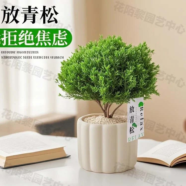 雾凇盆栽放青松室内桌面绿植小盆景香松解压放松植物绿植盆栽室内
