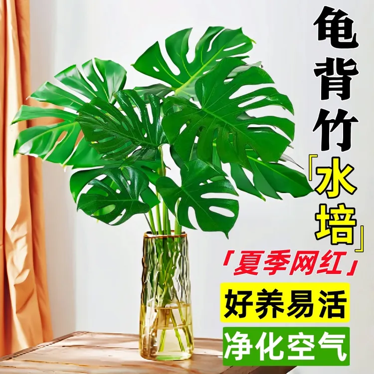 水培植物龟背竹盆栽老桩净化空气天堂鸟大叶室内观叶绿植耐阴常青