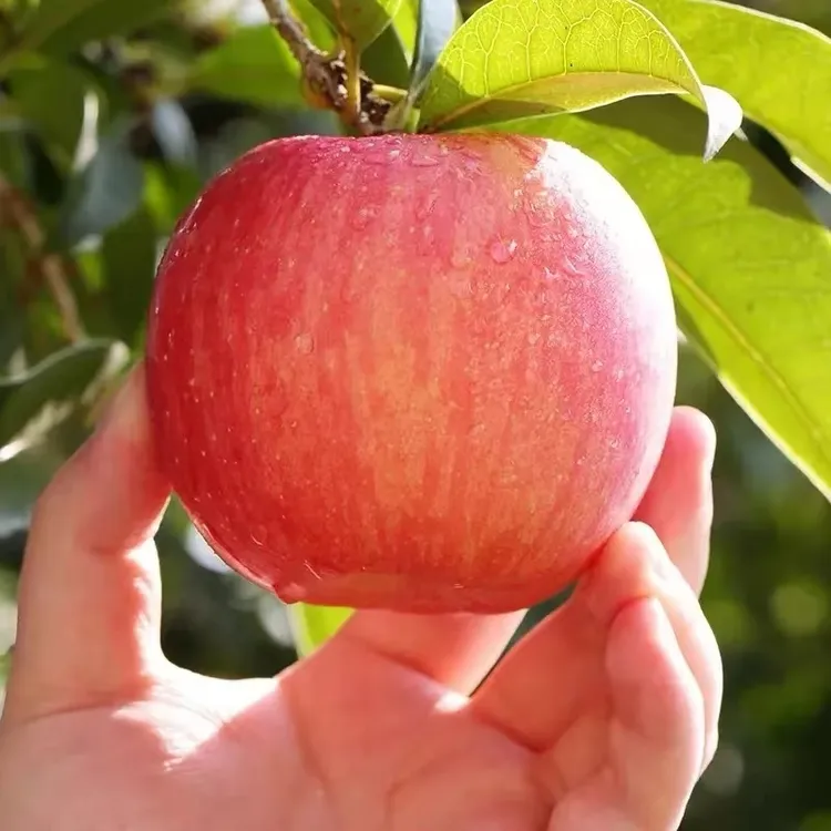 陕西白水红富士苹果家庭实惠装(二级果)