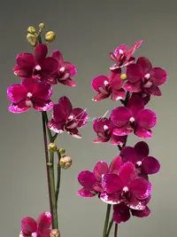 【黑牡丹2花剑】蝴蝶兰开花巨好看花量多稀有色