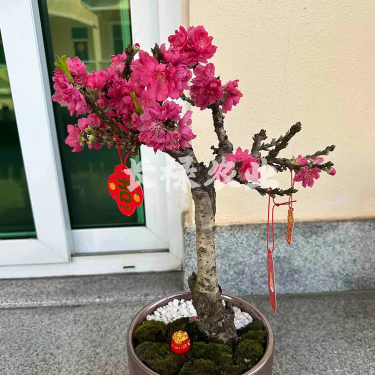 雀森矮化桃树苗盆栽桃树观赏桃树苗中华寿星桃树苗当年开花矮化桃