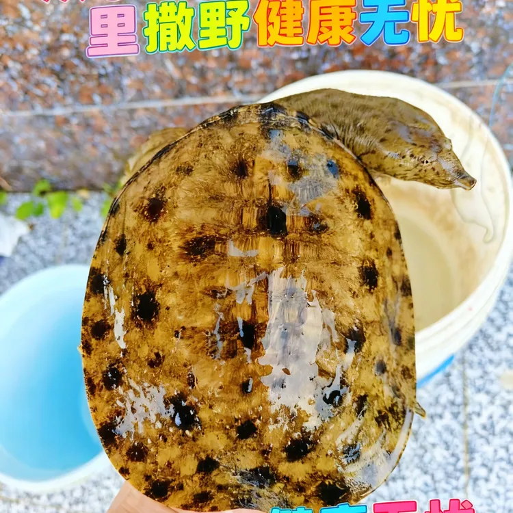 外塘生态黑花甲鱼鲜活食用肉质鲜美
